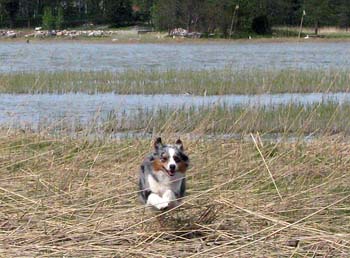 May 10th Pinja