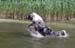 Albin 30th May