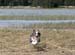 May 10th Pinja