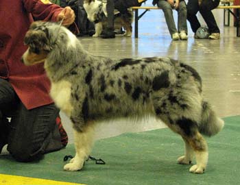 champion bitches 2nd 4th best bitch Tres Colores Gabrielina