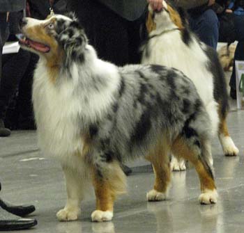 champion males 2nd 2nd best male res.CACIB Thornapple Oh Brother