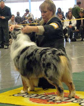 champion males 2nd 2nd best male res.CACIB Thornapple Oh Brother2