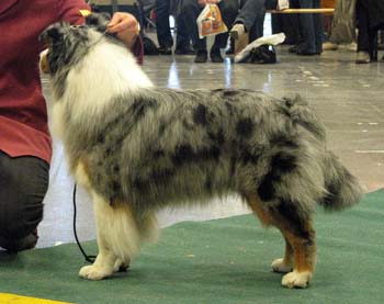 champion males 4th Drover's Attent'n Please