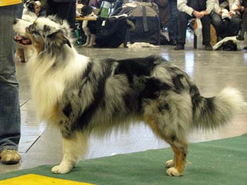 champion males 5th Next Generation's Zilmarillion