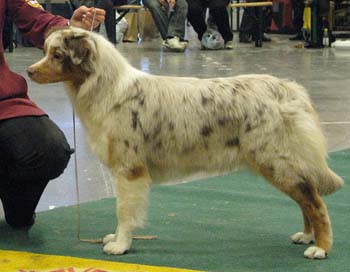 intermediate bitches EXC2 Drover's Crown Jewel