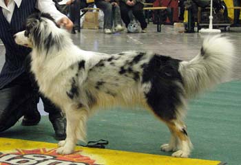 intermediate bitches G Easy Diamonds And Pearls