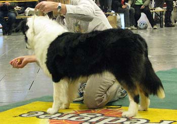 intermediate bitches VG3 Easy Faith