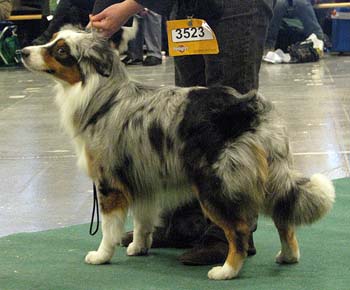 intermediate males EXC2 Drover's Counting Sheep1