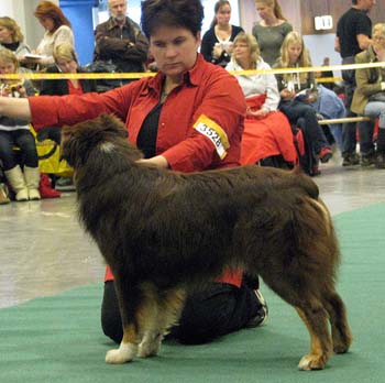 intermediate males VG Shepmate's Super Power2