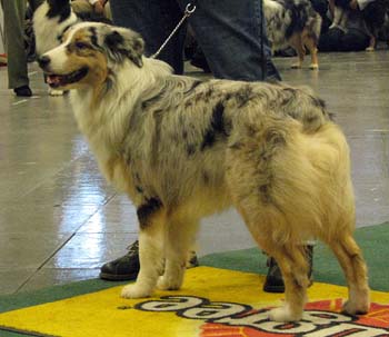 intermediate males VG Tres Colores Idolo Americano1