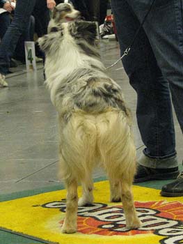 intermediate males VG Tres Colores Idolo Americano2