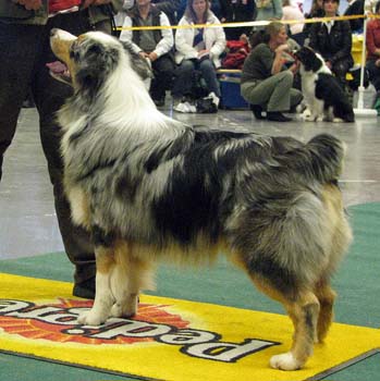 intermediate males VG3 Ki-Ro-Ma's Eminente Eddie1