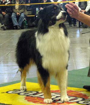 intermediate males VG4 Easy For Your Eyes Only