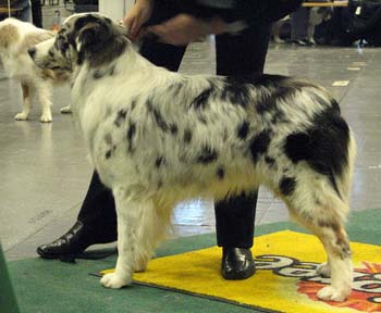 junior bitches EXC1 NORDJW-07 5th best bitch Strandly Blue Moon Shining