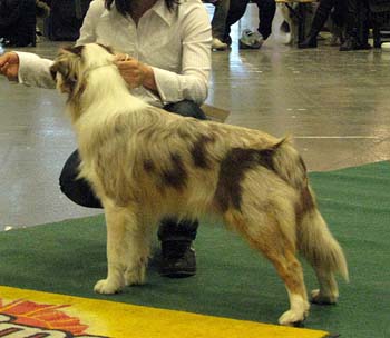 junior bitches G Easy Glory of Love