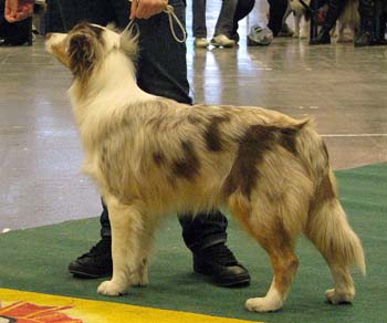 junior bitches G Easy Glory of Love2