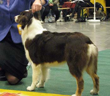 junior bitches VG3 Strandly Marquis Copyright1