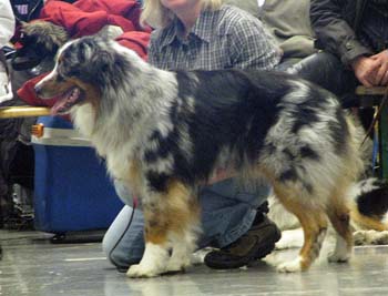 junior males EXC1, NORDJW-07 Mandolyn's Acoustic Guitar