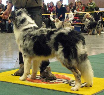 junior males F Spinnrockens Castor