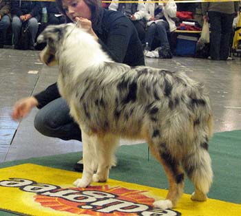 junior males VG4 Easy Gets Cold As Ice1