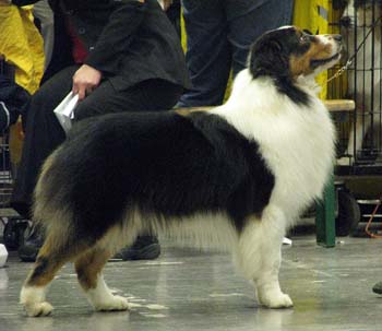 open males EXC1, CAC, 3rd best male Thornapple Ragtime Move Over