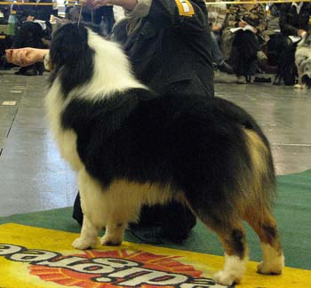 open males EXC1, CAC, 3rd best male Thornapple Ragtime Move Over1