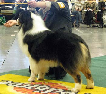 open males EXC1, CAC, 3rd best male Thornapple Ragtime Move Over2