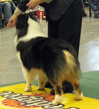 open males EXC1, CAC, 3rd best male Thornapple Ragtime Move Over3