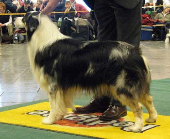 open males EXC2 4th best male Applethorns Storm Force1