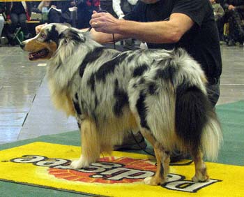 open males G Difloyds Galaxie
