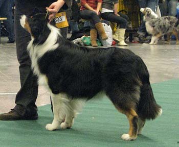 open males G Drover's Bath'n Brushed