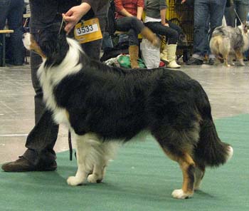 open males G Drover's Bath'n Brushed1