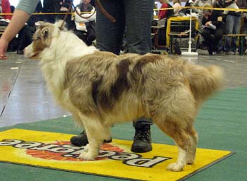 open males G Star Breed's Demolition Man