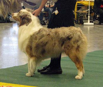 open males VG Thornapple Moon On Fire1