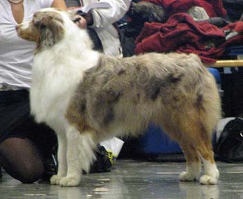 open males VG Thornapple Moon On Fire3