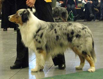 open males VG3 Gun Lake Blue Lagoon