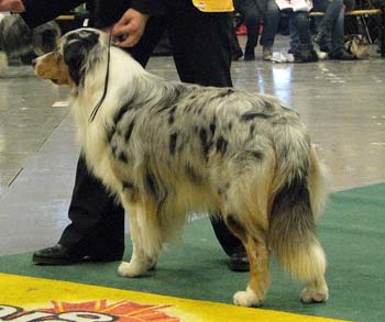 open males VG3 Gun Lake Blue Lagoon1