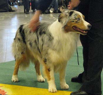 open males VG3 Gun Lake Blue Lagoon2