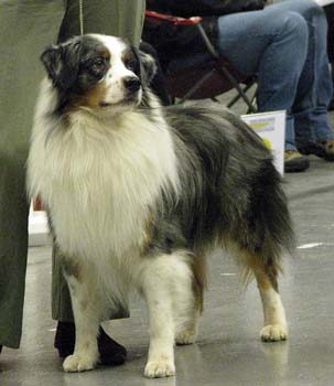 open males VG5 Vasco French Dream of Crystal Lake