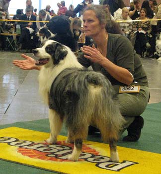 open males VG5 Vasco French Dream of Crystal Lake2