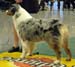 champion bitches 1st CACIB BOS NORDW-07 Thornapple What The Doc Ordered