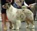 champion males 1st BOB CACIB NORDW-07 Thornapple Aftershock1