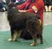 intermediate males VG Shepmate's Super Power1