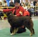 intermediate males VG Shepmate's Super Power2