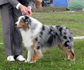 champion male exc1 CACIB best male Thornapple Oh Brother