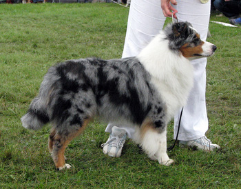 champion male exc2 3rd best male Drover's Attent'n Please