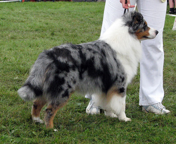 champion male exc2 3rd best male Drover's Attent'n Please1
