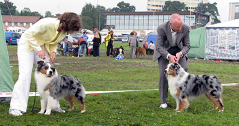 champion males Drover's Attent'n Please and Thornapple Oh Brother