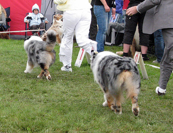 champion males Drover's Attent'n Please and Thornapple Oh Brother1