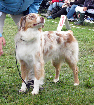 intermediate bitch exc1 2nd best bitch Aussie Gården's Little Miss Perfect